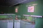 'Utställningen ''Dödliga skönheter'', giftormar, på Göteborgs Naturhistoriska museum, Utställningen pågick 8 maj till 5 december 2005. :: Terrarier med ormar från torra Asien österut och västerut. ::  :: Ingår i serie med fotonr. 6946:1-27.'