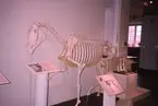 'Utställningen ''Något i hästväg'' på Göteborgs Naturhistoriska museum, pågick 11 september 2004 t. o. m. 9 januari 2005. ::  :: Helst skelett av häst samt texter och glasmonter. ::  :: Ingår i serie med fotonr. 6947:1-8.'