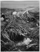 'Bilder från Göteborgs Naturhistoriska museum tagna som övningsuppgift av fotografer på Göteborgs Stads yrkesskolor: ::  :: Diorama ''Måkläppen utanför Falsterbo den 1 juni 1920''.'', mås och andfåglar på strand. ::  :: Ingår i serie med fotonr. 6953:1-53.'