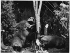 'Bilder från Göteborgs Naturhistoriska museum tagna som övningsuppgift av fotografer på Göteborgs Stads yrkesskolor: ::  :: 3 st bävrar i utställningsmonter, bäverfamilj. Ma. su. nr  1161, 1162 och 1163. ::  :: Ingår i serie med fotonr. 6953:1-53.'