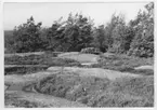 'Bildtext: ''Bergsplatå med vindpinad tallvegetation. Riktning 320.'' ::  :: Ingår i serie med fotonr. 6970:1-1125, dokumentation av Hisingens naturgeografi, visande landskapsformerna i stora drag och gjord inför exploateringen av området. Platserna för fotograferingen finns utsatta på karta i skala 1:4000 som finns på Göteborgs Naturhistoriska musem. Fotoriktningen mättes med kompass i gammalgrader.'