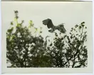 '2 st hägrar, 1 sittande i trädkrona och 1 lyftande därifrån. :: Text till fotot: Paret tillhör en koloni på 40 par hägrar. ::  :: Ingår i fotonr. 6995:1-51, dessa sitter i ett fotoalbum med tillhörande beskrivningar på norska.'