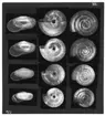 'Foto till ''Landmollusken aus Island gesammelt von Dr Carl Lindroth: ::  :: 4 olika snäckskal sedda från 3 håll, från sidan med öppningen, underifrån samt ovanifrån. ''Tavla 4''. ::  :: Ingår i serie med fotonr. 7009:1-3 med foton som tillhör Arkivnr. 1346.'