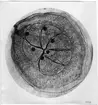 'Text på baksidan: ''6 th day''. 21/V/51 E.B.'' ::  :: Ingår i serie med fotonr. 7039:1-7 med foton, anatomiska och histologiska, av Planorbidae.'