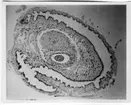 'Text på baksidan av fotot: ''Aucylus fluviatilis, fenis. 120 x.'' ::  :: Ingår i serie med fotonr. 7039:1-7 med foton, anatomiska och histologiska, av Planorbidae.'