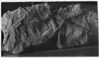 'fossil med föremålsnummer 31200 och Gen.kat.id. Nr. 2984. I beskrivningen i Geologidatabasen står ''Maskspår''.'''
