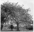 'Bildtext: ''Vitoxel (Sorbus aria) = obtusifolia. 8 meter hög, 40 cm i diameter.'' 1 man stående intill 1 vitoxel. Se även fotonr. 7046:179. ::  :: Fotonr. 7046:119-185 indelade som ''Märkvärdiga träd  i Göteborgs län och Bohus län''. Ingår i serie med fotonr. 7046:1-383, 7047:1-33 och 7048:1-67 med bilder från  Länsjägmästare John Lindners bildarkiv.'