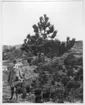 'Bildtext: ''Bild 189. Svarttall (Pinus austriaca) på berg i starkt exponerat läge nära havet. Österrike, Norra Balkan.'' Närbild på 1 man stående intill 1 svarttall, öppen mark med berghällar. ::  :: Fotonr. 7046:186-212 indelade som ''Utländska träd'' i Göteborgs län och Bohus län''. Ingår i serie med fotonr. 7046:1-383, 7047:1-33 och 7048:1-67 med bilder från  Länsjägmästare John Lindners bildarkiv.'