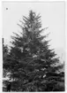 'Bildtext: ''Bild 191. Picea sitchensis, 55 år, 61 cm i diameter vid brösthöjd. Sitkagran, västra Nordamerika.'' Närbild på sitkagran. Hus, tegelbyggnad till höger i bakgrunden. ::  :: Fotonr. 7046:186-212 indelade som ''Utländska träd'' i Göteborgs län och Bohus län''. Ingår i serie med fotonr. 7046:1-383, 7047:1-33 och 7048:1-67 med bilder från  Länsjägmästare John Lindners bildarkiv.'