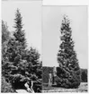 'Bildtext: Högra: ''Bild 204. Picea omorica, 22 år, 12 meter hög. Östasien.'' Vänstra: ''Bild 198. Thuja plicata, jättelivsträd, 22 år, 11 meter hög. Västra Nordamerika.'' Skulptur intill Thuja plicata samt 1 man. Hög häck i bakgrunden. ::  :: Fotonr. 7046:186-212 indelade som ''Utländska träd'' i Göteborgs län och Bohus län''.Ingår i serie med fotonr. 7046:1-383, 7047:1-33 och 7048:1-67 med bilder från  Länsjägmästare John Lindners bildarkiv.'