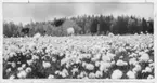 'Bildtext: ''Tuvdun (Eriophorum vaginatum).'' Fält med tuvull med trädvegetation i fonden. ::  :: Fotonr. 7046:213-233 indelade som ''Buskar, blommor m.m.'' i Göteborgs län och Bohus län''. Ingår i serie med fotonr. 7046:1-383, 7047:1-33 och 7048:1-67 med bilder från  Länsjägmästare John Lindners bildarkiv.'