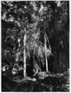 '1 man sittande intill trädstam, granvegetation. ::  :: Fotonr. 7048:27-37 indelad under rubriken ''Naturstudier''. Ingår i serie med fotonr. 7046:1-383, 7047:1-33 och 7048:1-67 med bilder från  Länsjägmästare John Lindners bildarkiv.'