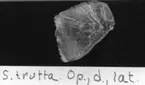 'S. trutta. Op., d., lat. :: (Salmo trutta Operculum, dexter, lateralt) ::  :: Ingår i serie med fotonr. 7094:1-48'