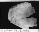 'S. salar. Op., d., med. :: (Salmo salar, Operculum, dexter, medilat) ::  :: Ingår i serie med fotonr. 7094:1-48'