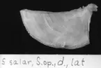 'Salmo salar, S. op., d., lat. :: (Salmo salar, Suloperculum, dexter, lateralt) ::  :: Ingår i serie med fotonr. 7094:1-48'