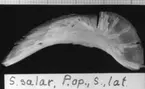 'S. salar. P. op., S., lat. :: (Salmo salar, Praeoperculum, sinister, lateralt) ::  :: Ingår i serie med fotonr. 7094:1-48'