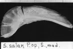 'S. salar, p. op., S., med. :: (Salmo salar, Praeoperculum, sinister, medialt) ::  :: Ingår i serie med fotonr. 7094:1-48'