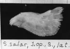 'S. salar, J. op., S., lat. :: (Salmo salar, Interoperculum, sinister, lateralt) ::  :: Ingår i serie med fotonr. 7094:1-48'