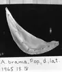 'A. brama. P. op., d., lat. :: 1965. 18. IV :: (A. brama, Praeoperculum, dexter, lateralt :: 1965. 18. IV) ::  :: Ingår i serie med fotonr. 7094:1-48'