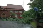 'Göteborgs Naturhistoriska Museum :: Eken vid gamla entrén :: nedfallen 2008-06-18 strax efter 17 och sedan isärsågad'