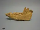 Vänster underkäke, latin mandibula