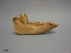 Höger underkäke, latin mandibula