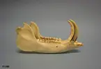 Höger underkäke, latin mandibula