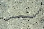 Macrovipera lebetina obtusa