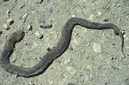 Macrovipera lebetina obtusa