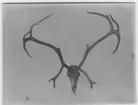 'Horn och kranium av ren, skjuten på 1830-talet. ::  :: Bilden finns med i Göteborgs Naturhistoriska museums Årstryck 1923 s.29'