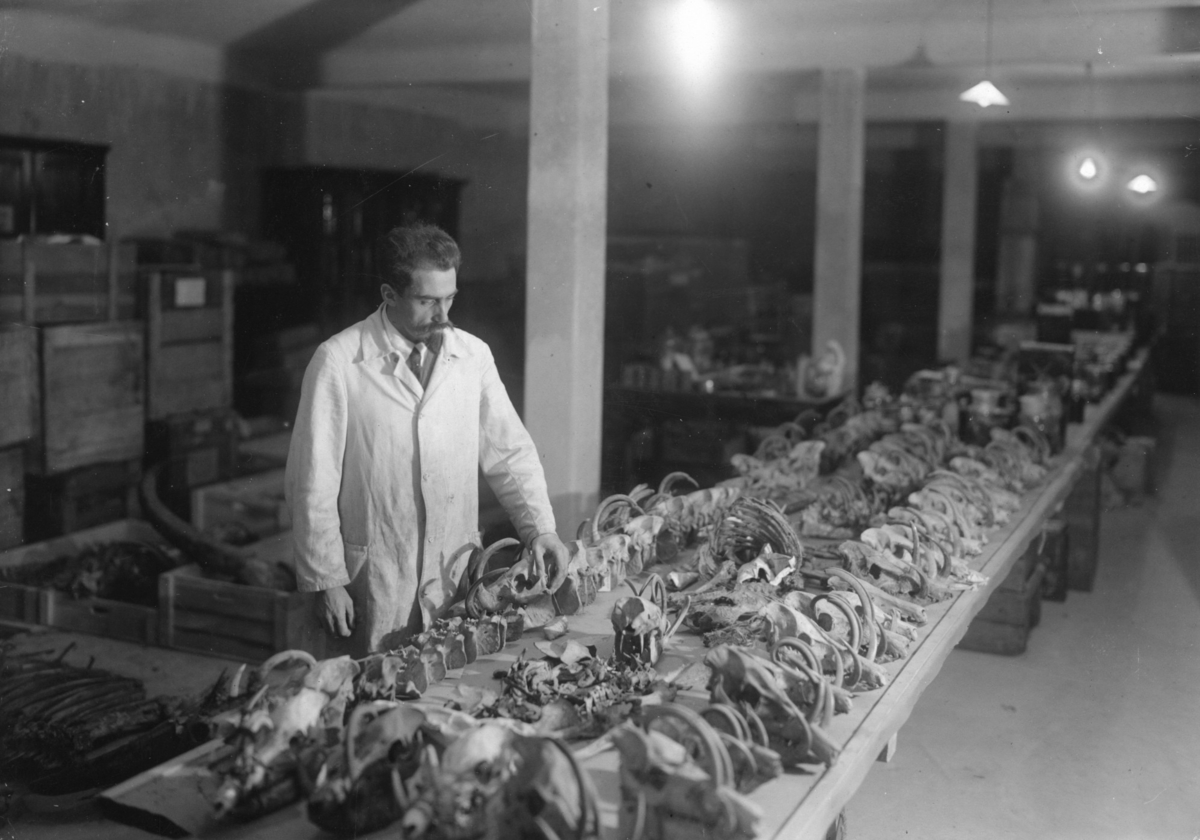 Naturhistoriska museet i Slottsskogen: Dr W. Kaudern ordnar sina Celebes-samlingar, vid lång bänk i magasin. Troligen uppradade kranier, skallar av hjortsvin liggande på bänken.