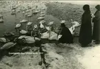 'Text på fotot: ''Svanbesök i Landskrona hamn 1924''. :: Övervintrande svanar i Landskrona hamn. Svanar invid strandkanten, En man håller ut handen mot en svan. 2 kvinnor står bredvid. ::  :: Se fotonr. 1358-1368, 1430, 2544-2545 samt 945-950, samma motiv samma år.'