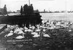 'Text på fotot: ''Svanbesök i Landskrona hamn 1924''. :: Övervintrande svanar i Landskrona hamn. Svanarna invid kanten, människor står på ''bryggan''. I bakgrunden syns hamnen och byggnader. ::  :: Se fotonr. 1358-1368, 1430, 2544-2545 samt 945-950, samma motiv samma år.'