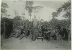 '3 bufflar, fastsurrade på bäranordningar. På bilden syns 2 män (S. Molin till vänster?), med gevär, centralt i bilden. Kring bufflarna syns en stor grupp halvnakna män. På baksidan av fotot står ''3 st bufflar hemburna av 80 infödningar - en åt gången.'' Kläder. Klädsel. ::  :: Ingår i serie med fotonr. 983-996'