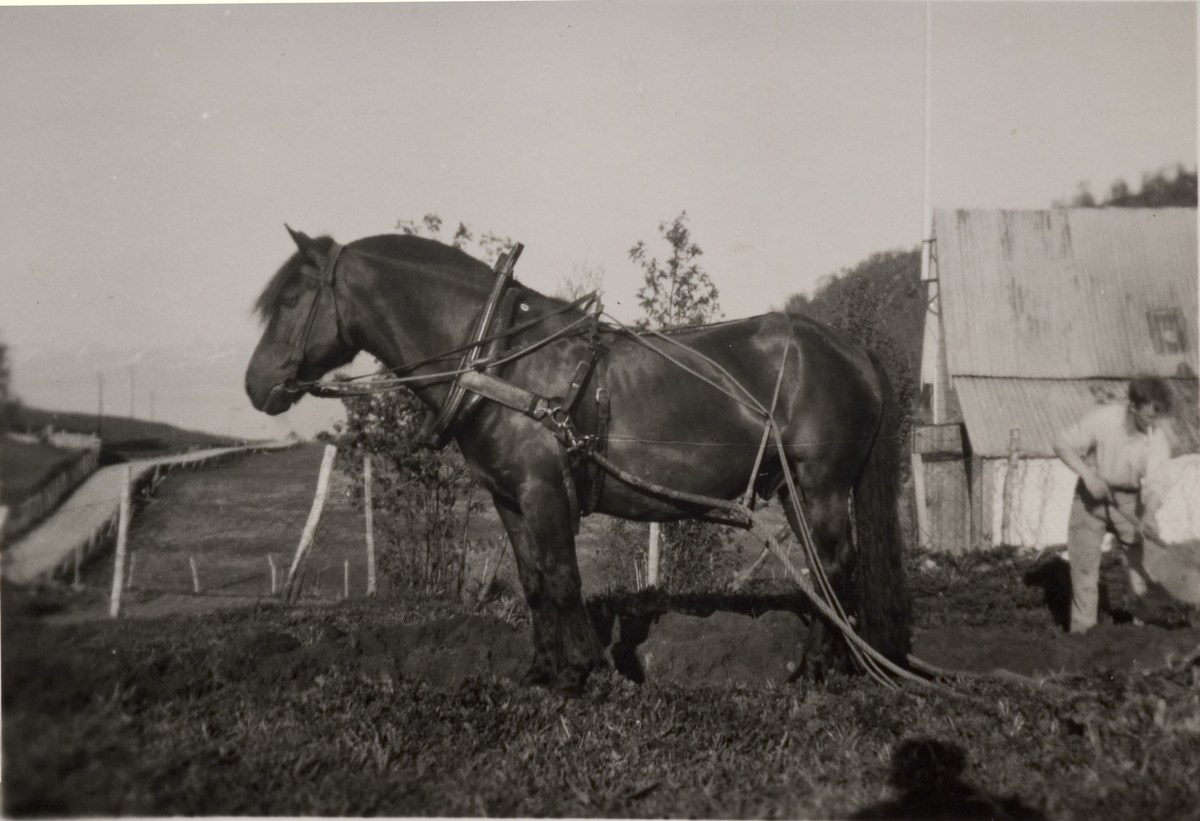 Hest foran plogfårer. Mann og bygning til høyre.