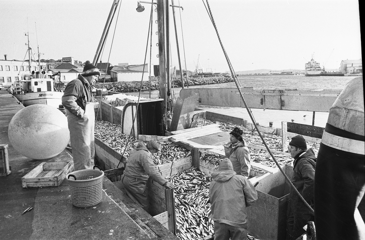 Fiskebåten LL372 Thailand av Smögen lossar skarpsill i Lysekil på 1980-talet. Thailand var följebåt till LL279 Släggö av Lysekil. På kajen Släggös skeppare Roger Selander och närmast honom på däck brodern Ove Selander.