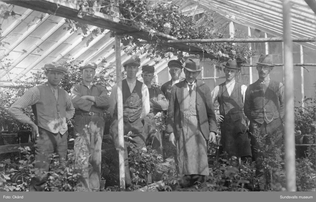 En svit bilder tagna inifrån växthusen på Klintens Handelsträdgård. 1898 köpte trädgårdsmästare Sven Edvard Andersson Vreten 10 med avsikt att utöka sin produktion av blommor och andra växter till butiken i Sundsvall. Företaget växte och 1924 bildas aktiebolaget Klintens handelsträdgård. Sven Edvard Andersson hade innan anställning som trädgårdsmästare hos disponenten J A Enhöring i Kubikenborg.