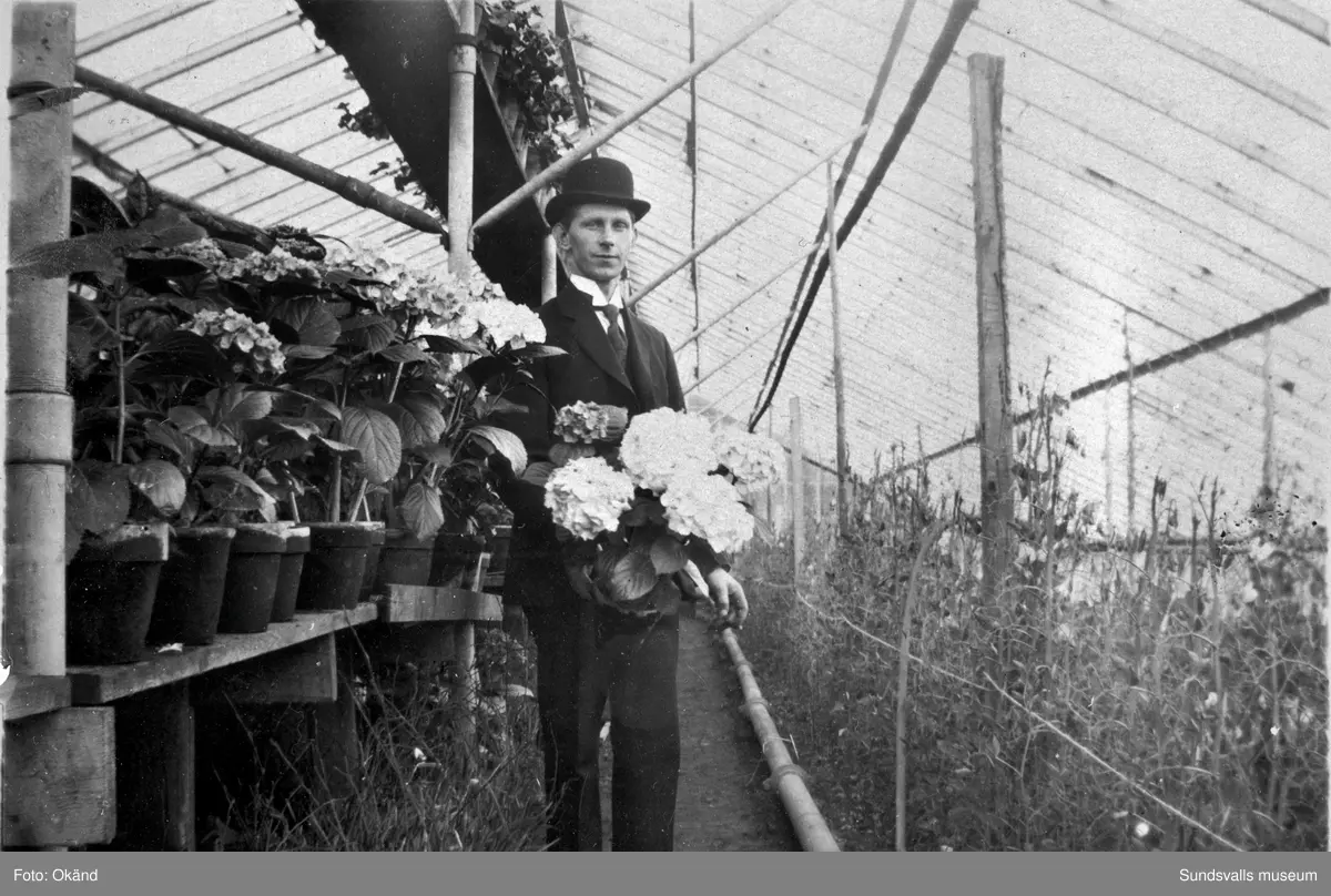 En svit bilder tagna inifrån växthusen på Klintens Handelsträdgård. 1898 köpte trädgårdsmästare Sven Edvard Andersson Vreten 10 med avsikt att utöka sin produktion av blommor och andra växter till butiken i Sundsvall. Företaget växte och 1924 bildas aktiebolaget Klintens handelsträdgård. Sven Edvard Andersson hade innan anställning som trädgårdsmästare hos disponenten J A Enhöring i Kubikenborg.