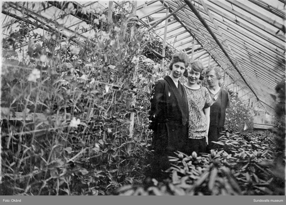 En svit bilder tagna inifrån växthusen på Klintens Handelsträdgård. 1898 köpte trädgårdsmästare Sven Edvard Andersson Vreten 10 med avsikt att utöka sin produktion av blommor och andra växter till butiken i Sundsvall. Företaget växte och 1924 bildas aktiebolaget Klintens handelsträdgård. Sven Edvard Andersson hade innan anställning som trädgårdsmästare hos disponenten J A Enhöring i Kubikenborg.