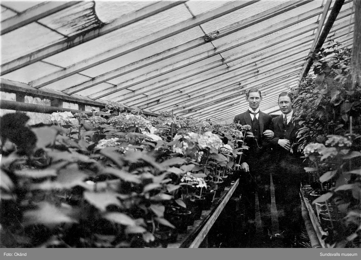 En svit bilder tagna inifrån växthusen på Klintens Handelsträdgård. 1898 köpte trädgårdsmästare Sven Edvard Andersson Vreten 10 med avsikt att utöka sin produktion av blommor och andra växter till butiken i Sundsvall. Företaget växte och 1924 bildas aktiebolaget Klintens handelsträdgård. Sven Edvard Andersson hade innan anställning som trädgårdsmästare hos disponenten J A Enhöring i Kubikenborg.