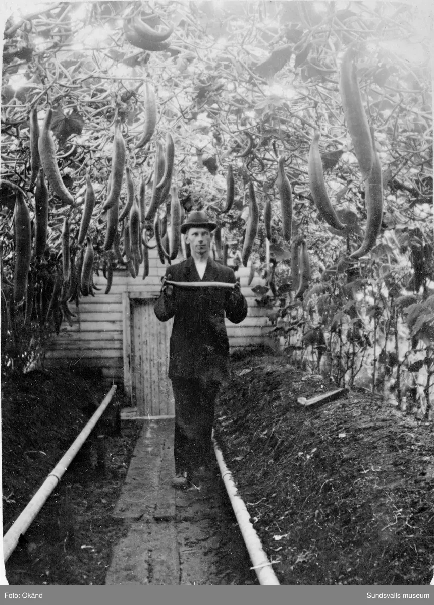 En svit bilder tagna inifrån växthusen på Klintens Handelsträdgård. 1898 köpte trädgårdsmästare Sven Edvard Andersson Vreten 10 med avsikt att utöka sin produktion av blommor och andra växter till butiken i Sundsvall. Företaget växte och 1924 bildas aktiebolaget Klintens handelsträdgård. Sven Edvard Andersson hade innan anställning som trädgårdsmästare hos disponenten J A Enhöring i Kubikenborg.