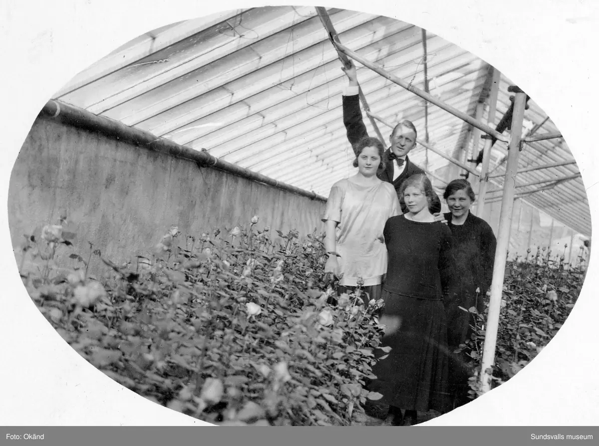 En svit bilder tagna inifrån växthusen på Klintens Handelsträdgård. 1898 köpte trädgårdsmästare Sven Edvard Andersson Vreten 10 med avsikt att utöka sin produktion av blommor och andra växter till butiken i Sundsvall. Företaget växte och 1924 bildas aktiebolaget Klintens handelsträdgård. Sven Edvard Andersson hade innan anställning som trädgårdsmästare hos disponenten J A Enhöring i Kubikenborg.