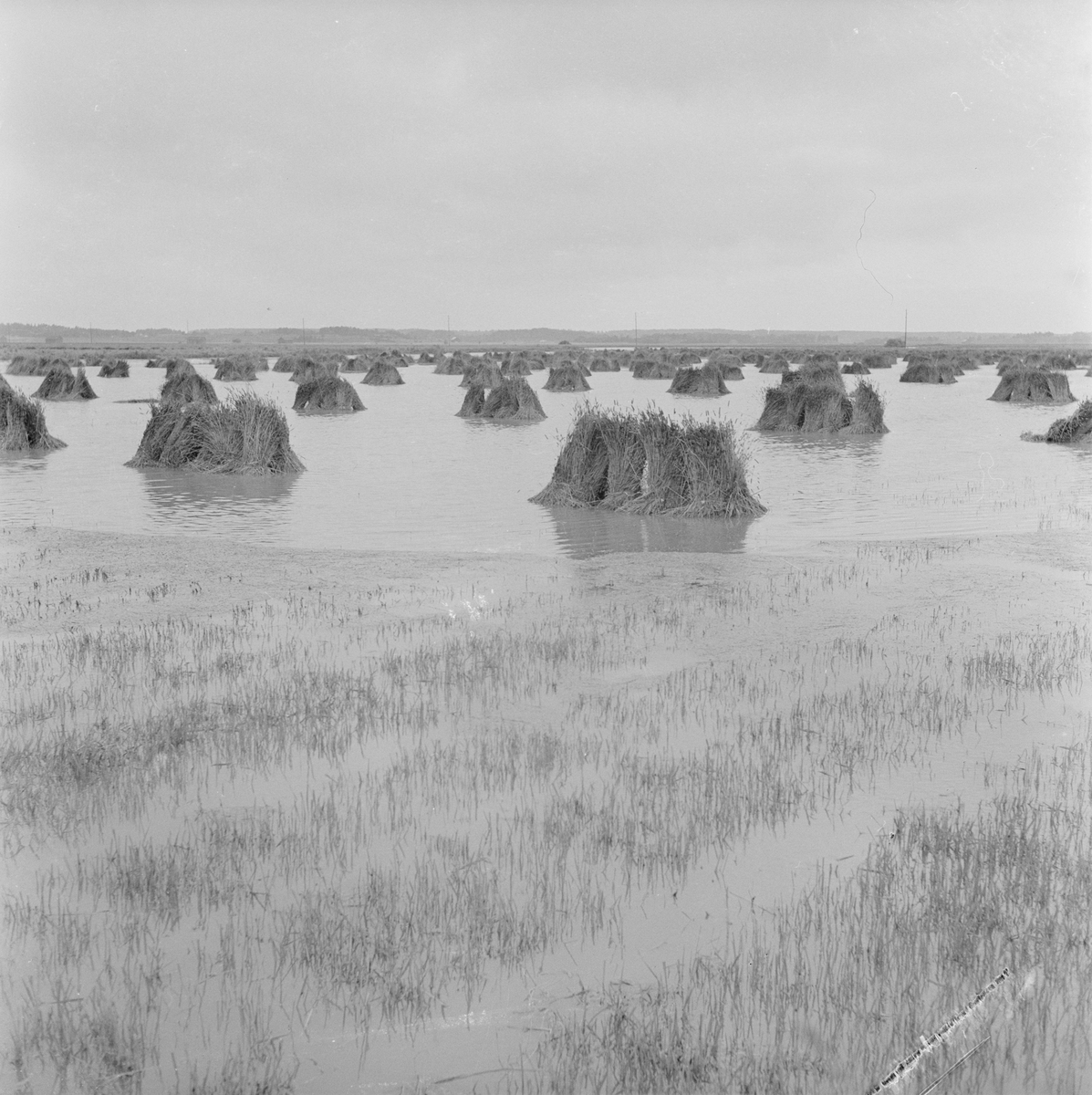 Översvämmat sädesfält, Uppland 1960