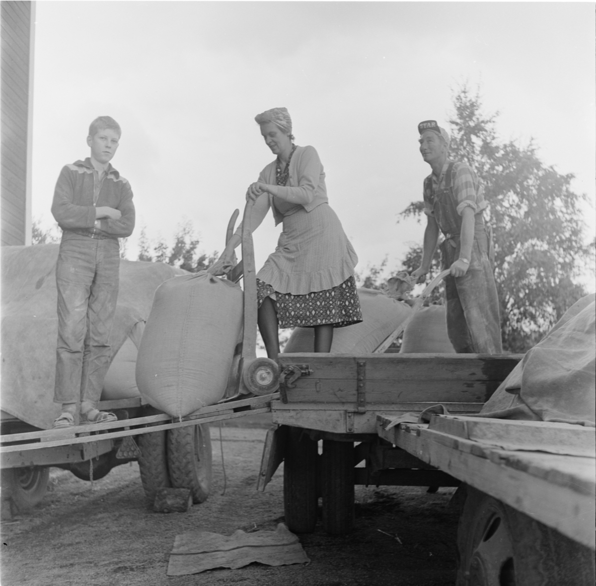 Arbete vid kvarnen i Hjälstaby, Uppland 1961