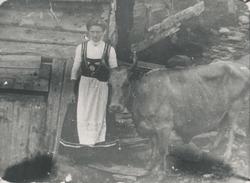 Petrine Vestre som seterjente sammen med en okse på Vestresæ