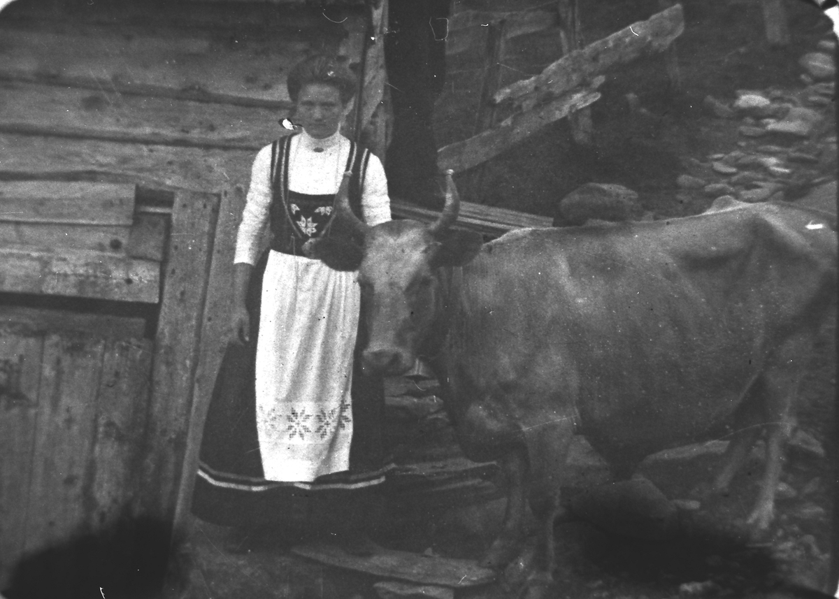 Petrine Vestre som seterjente sammen med en okse på Vestresætrane i Vaksvik.