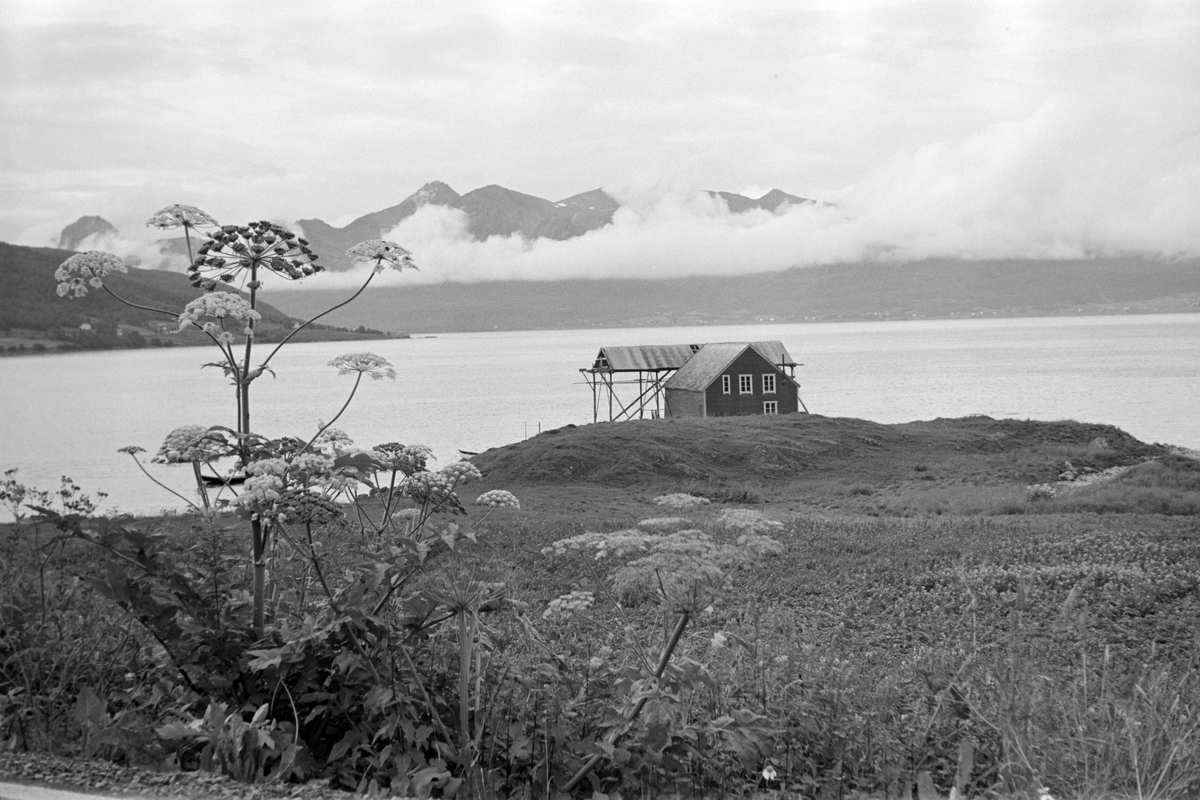 Mustapartabrygga på Berg, fotografert med Grytøy i bakgrunnen og tromsøpalme i forgrunnen.