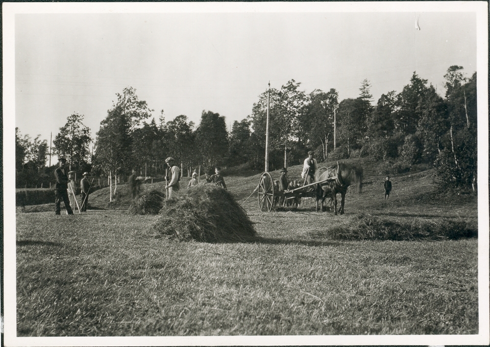 Høysåting "Sæta høy". Hest i arbeid. Folk med river på åker.