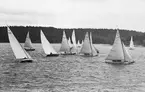 Från Höstseglingarna i Saltsjöbaden 1946, enmansseglingen 14 september. Starbåt 2126 STARDUST ses i förgrunden t h, de andra båtarna på bilden är fr v t h starbåt 904 VÄSTAN, folkbåt F-S120 EJDERN (b. 1946, konstr. Tord Sundén) samt starbåtarna HUX-FLUX II, 1804 SEA STAR, 860 TORPÃN och 1798 LOTTA IV. I bakgrunden t h ses 5m-jakten 5-S85 SPINDRIFT (b. 1945, konstr. Jac. M. Iversen).