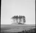 Fornlämning - Markvård. Kårebyhögen  Bolstad